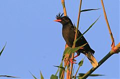 Great Myna